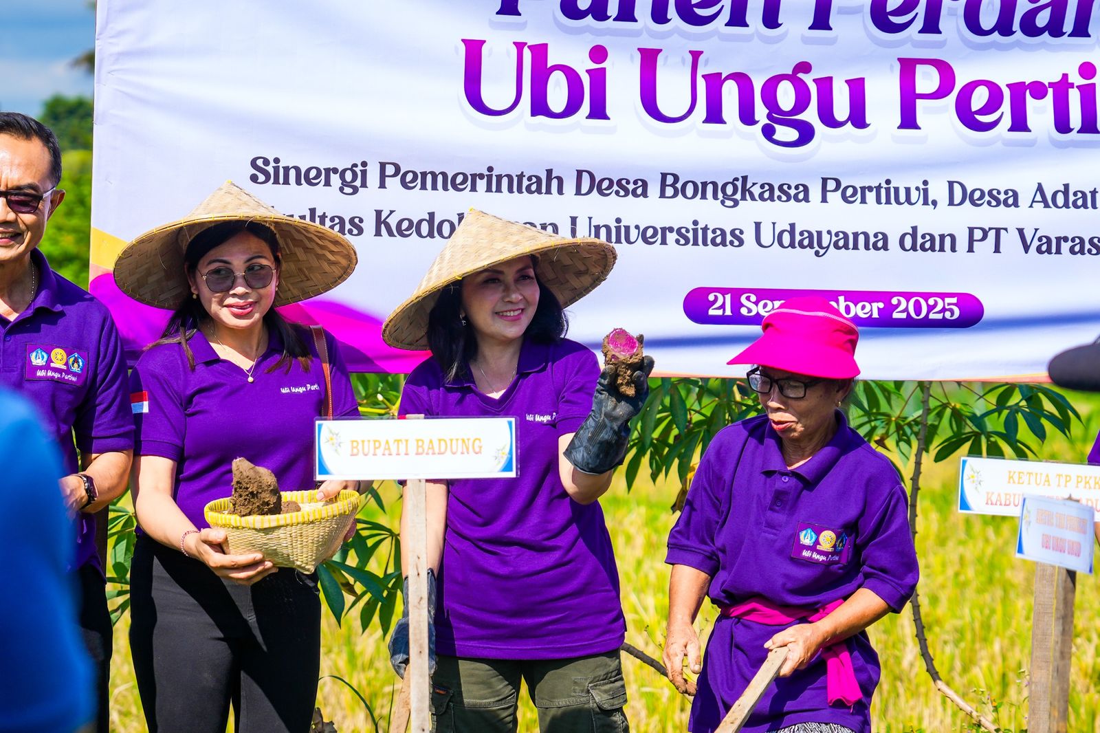 podiumnews.com-Badung Panen Perdana Ubi Ungu dan Temu Rasa dengan Lansia